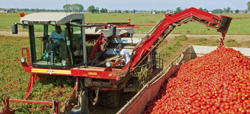 Al via il nuovo accordo di filiera per il pomodoro: da 121 a 125 euro la tonnellata per un business da 1,7 miliardi e 10mila addetti