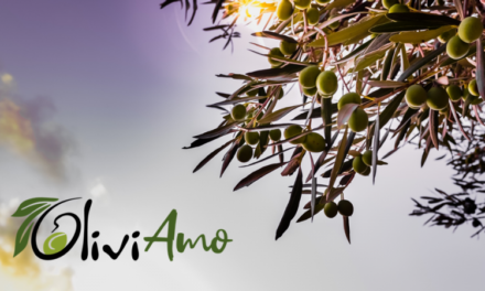 OliviAmo, parte il crowdfunding etico per la startup che vuole salvare l’olivocultura italiana