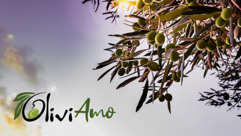 OliviAmo, parte il crowdfunding etico per la startup che vuole salvare l’olivocultura italiana