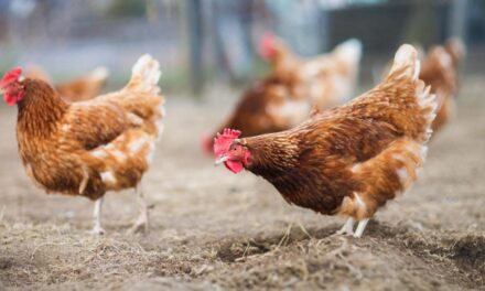 Carne avicola, la filiera veneta cresce nel primo semestre del 2020