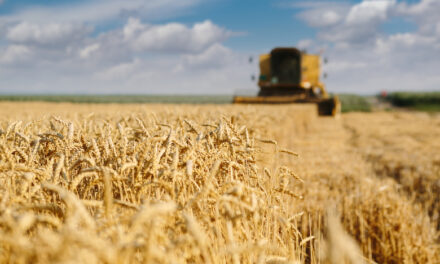 Mietitura 2020: cresce la domanda di grano italiano, ma si prevede un calo della produzione del 20% con prezzi in crescita sino al 40%