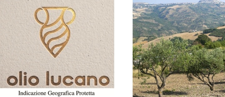 Nasce l’Olio Lucano IGP e la Basilicata continua la sua scalata verso i vertici della qualità agroalimentare