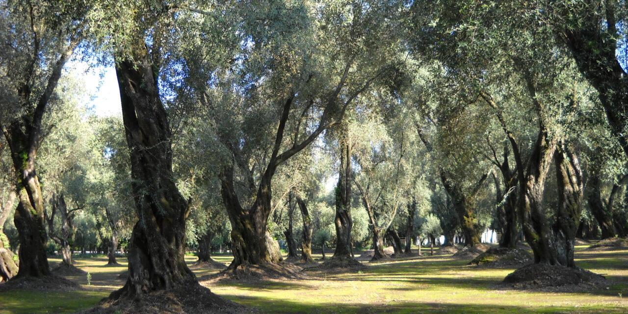Olio d’oliva, produzione in ribasso ovunque tranne che in Spagna. Bene il Garda, ma ora si pone il tema del rinnovo degli impianti