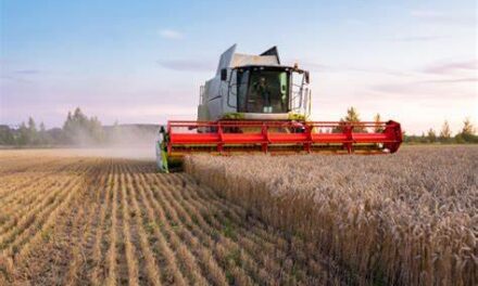 Parte la mietitura, grano italiano in calo del 10% nella produzione. Export record nel 2020 a 3,1 miliardi