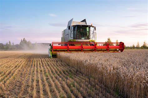 Parte la mietitura, grano italiano in calo del 10% nella produzione. Export record nel 2020 a 3,1 miliardi