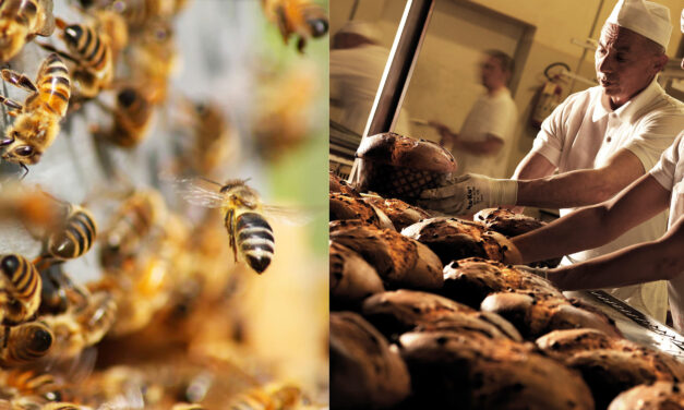 Pasticceria Scarpato: un milione di api “adottate” per una produzione sempre più sostenibile