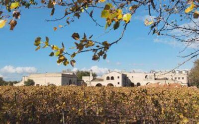 Degustazione: Tenuta Viglione una perla del Sud, wine resort e vini biologici nel cuore della Murgia