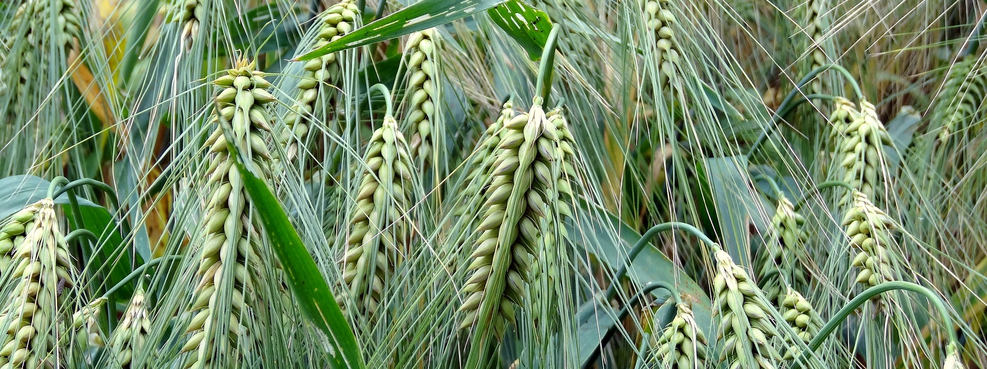 K-Adriatica stima a un +20% le semine di cereali in Italia. Ma la produzione agricola teme la crisi dei fertilizzanti