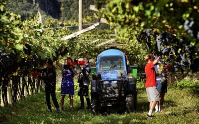 Trentino, la produzione cresce sino al 10% . Vendemmia 2022 “incredibile” per le uve rosse come maturazione, gradazione e sapore