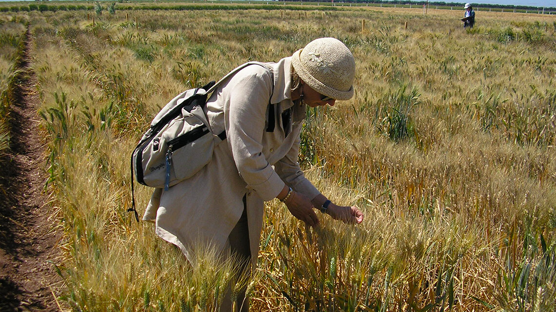 ENEA individua varietà di grano duro che risponde meglio alla siccità