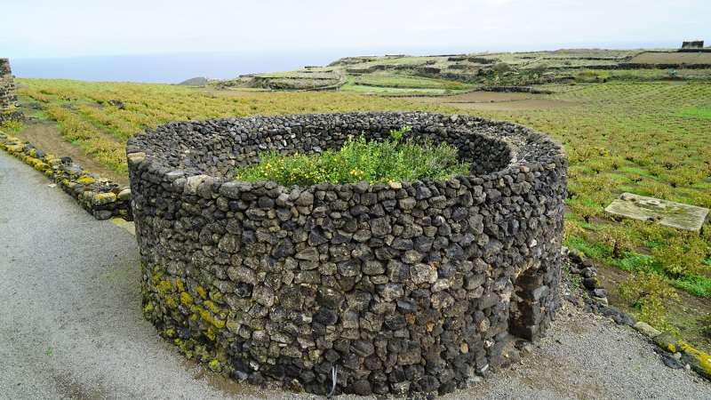 Pantelleria, la battaglia dello Zibibbo: l’isola cerca aiuti per salvare il suo patrimonio enologico